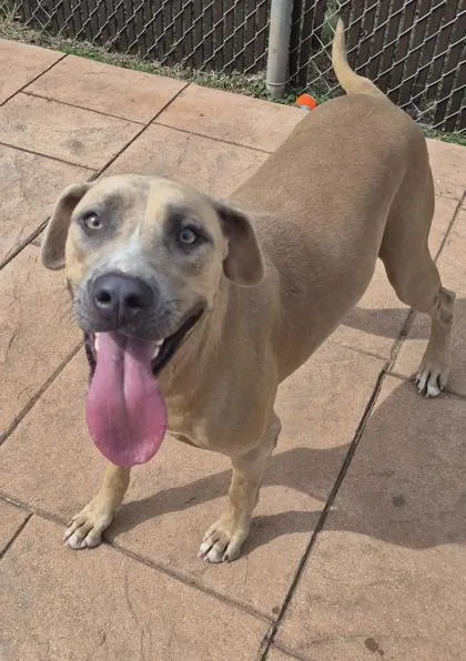 An adult large-sized female Mixed Breed dog named Cupcake for adoption in Shreveport, LA