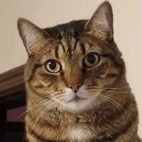 An adult medium-sized male Tabby (Brown / Chocolate) Domestic Short Hair cat named Marco for adoption in Brooklyn, NY