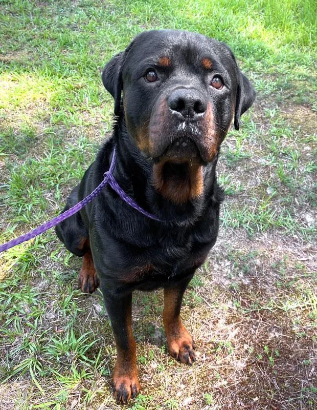 An adult large-sized male Black Rottweiler dog named Rubble for adoption in Monroe, GA