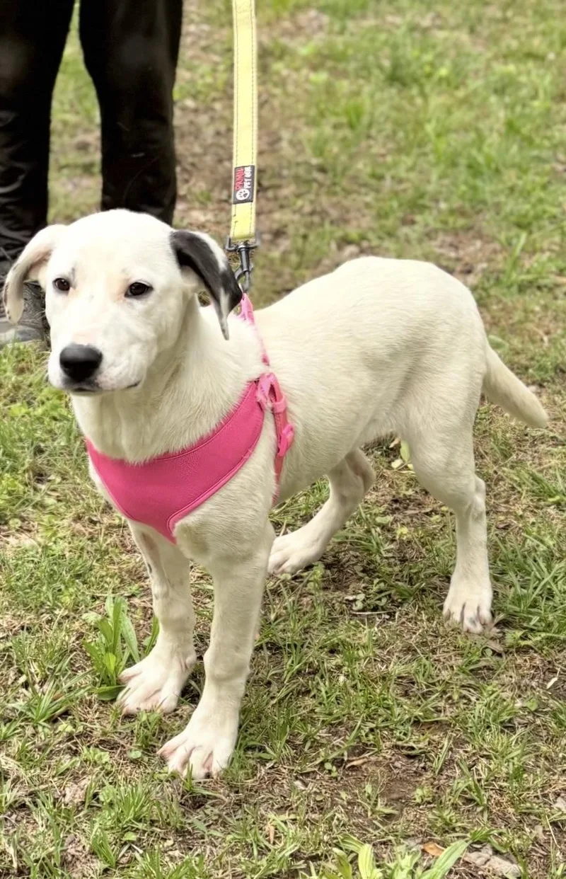 A baby medium-sized female Mixed Breed dog named Baylee for adoption in Manchester, CT