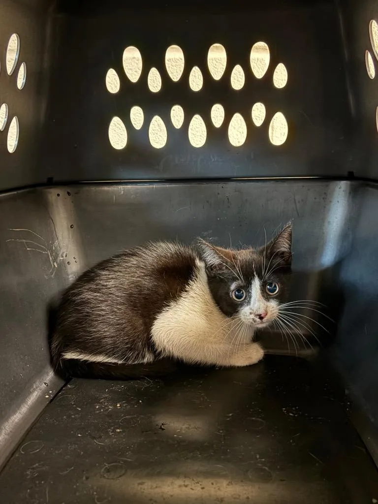 A baby small-sized female Domestic Medium Hair cat named Cassidy for adoption in Nacogdoches, TX