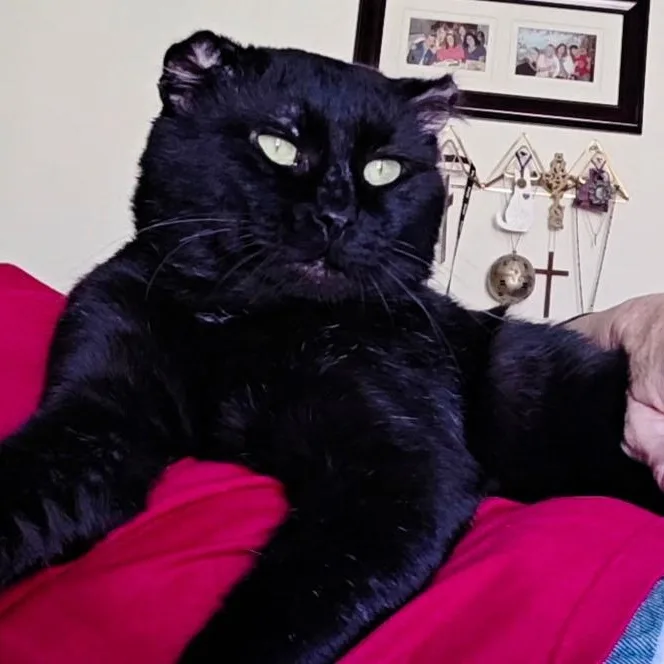 A young medium-sized male Black Domestic Short Hair cat named Walter for adoption in HUNTINGTON BEACH, CA
