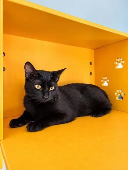 A baby small-sized male Domestic Short Hair cat named Noah for adoption in Honolulu, HI