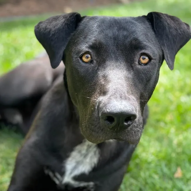 An adult extra large-sized male Labrador Retriever dog named Tom for adoption in San Diego, CA