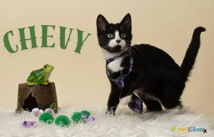 A baby medium-sized male Domestic Short Hair cat named Chevy for adoption in Fairhope, AL