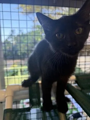 A baby small-sized female Domestic Medium Hair cat named Ricky for adoption in Honolulu, HI