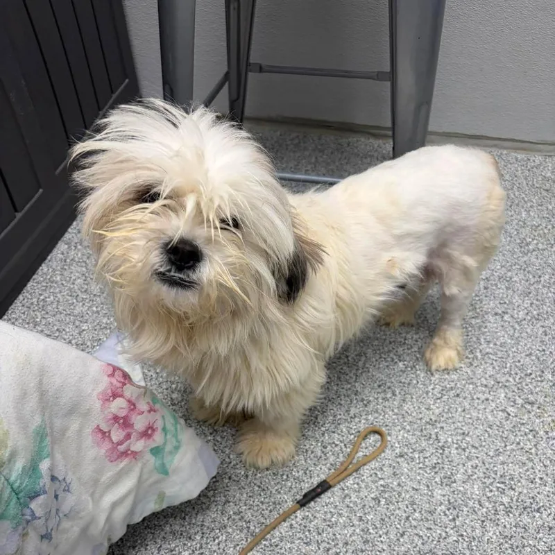An adult small-sized male White / Cream Maltese dog named Chew Barka for adoption in Monticello, IA