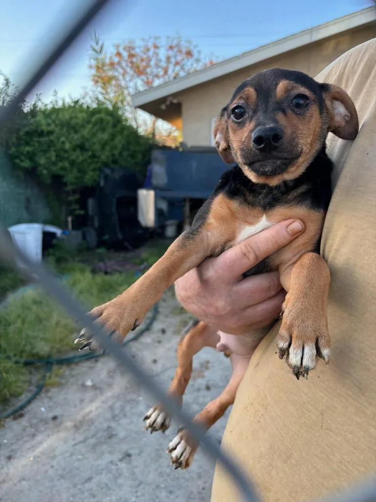 A baby small-sized male Mixed Breed dog named Fat Boy for adoption in Thousand Oaks, CA