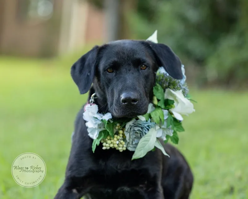 A young medium-sized female Black Labrador Retriever dog named Hannah for adoption in Tuscaloosa, AL