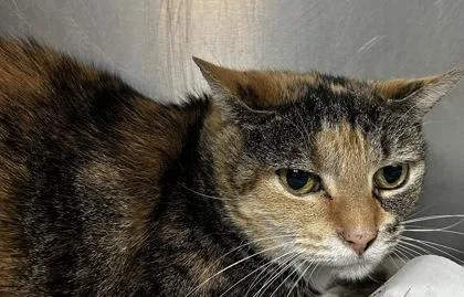An adult large-sized female Domestic Short Hair cat named Baby for adoption in Spartanburg, SC
