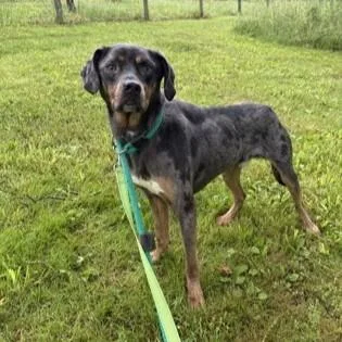A young medium-sized male Gray / Blue / Silver Catahoula Leopard Dog dog named Draco for adoption in Phoenixville, PA