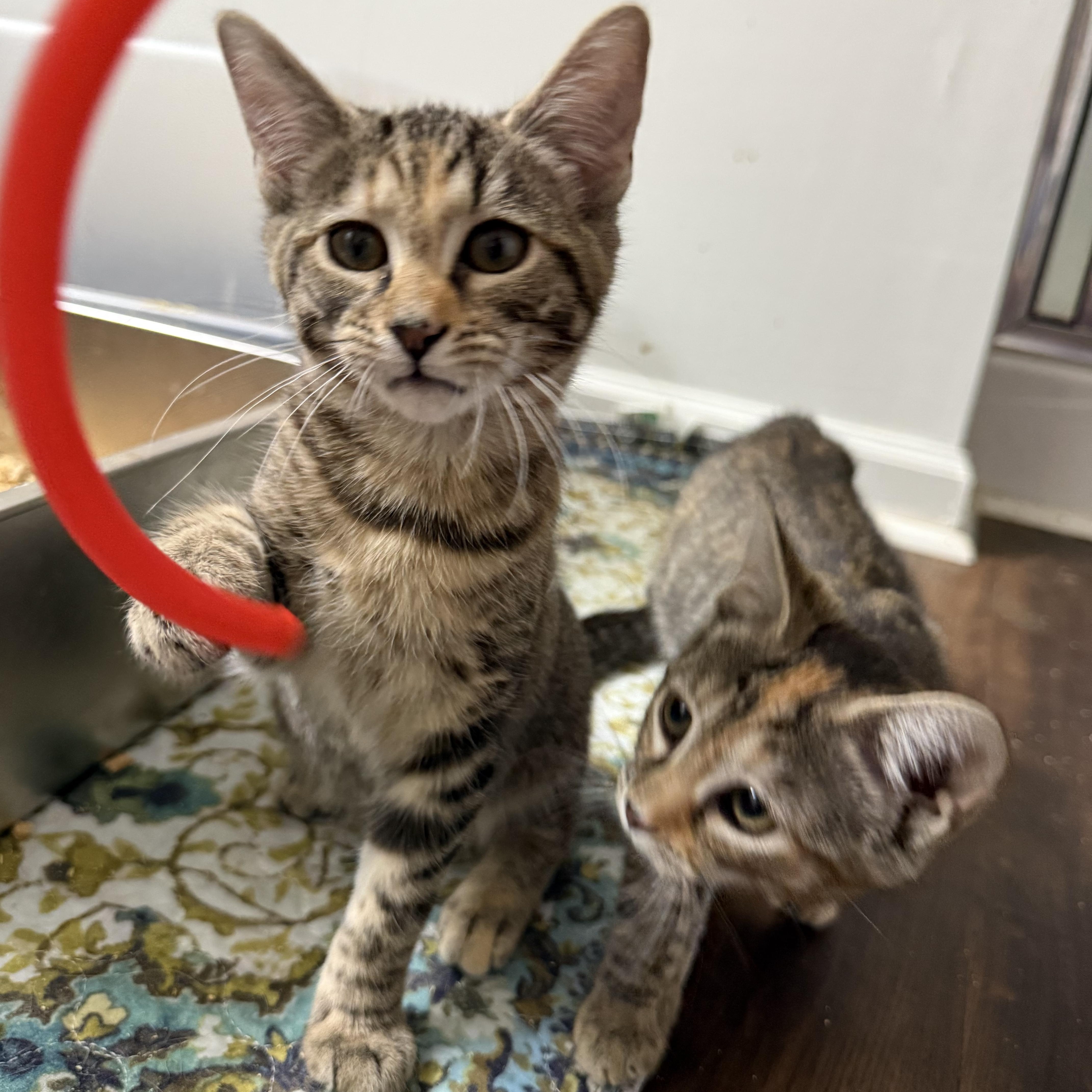 A baby medium-sized female Tabby (Buff / Tan / Fawn) Domestic Short Hair cat named Cinnamom for adoption in Greensboro, NC