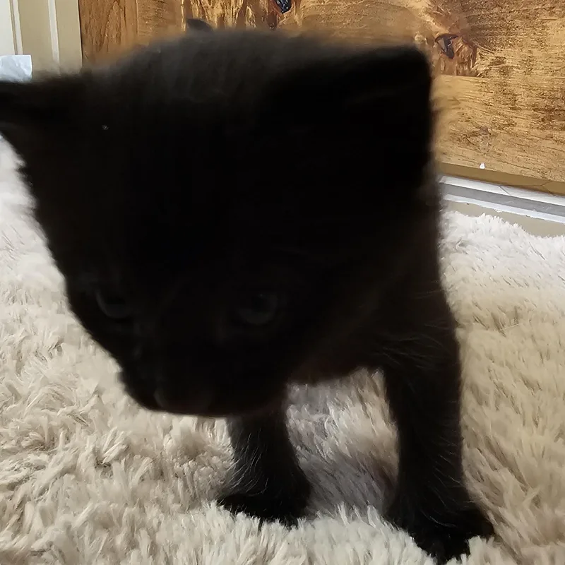 A baby small-sized female Black American Shorthair cat named Kohala for adoption in Pinedale, WY