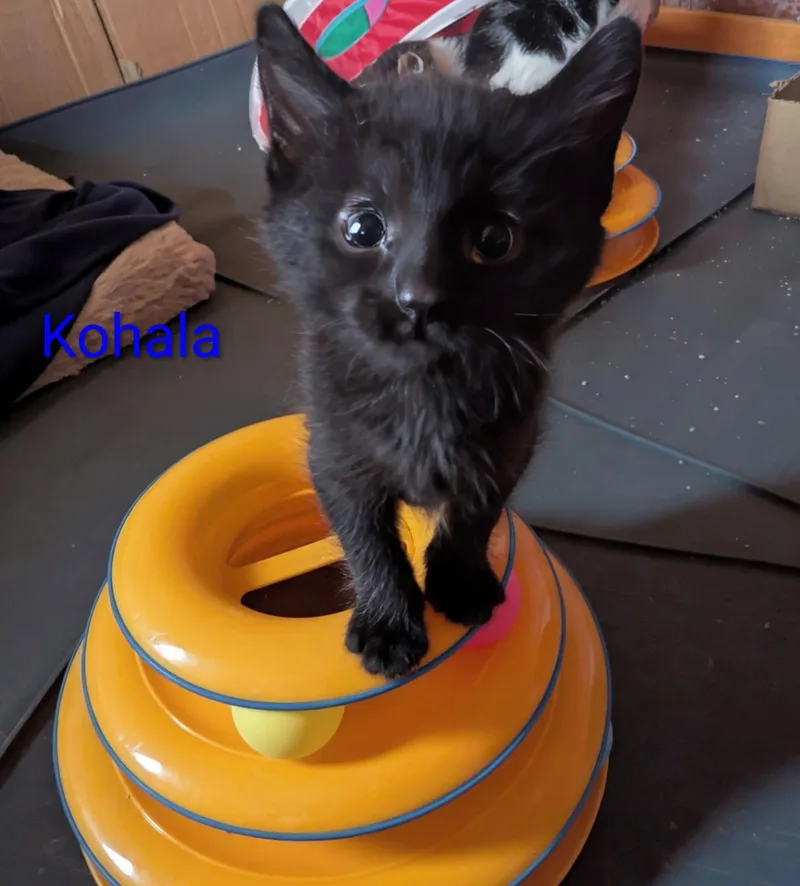 Kohala thumbnail 2