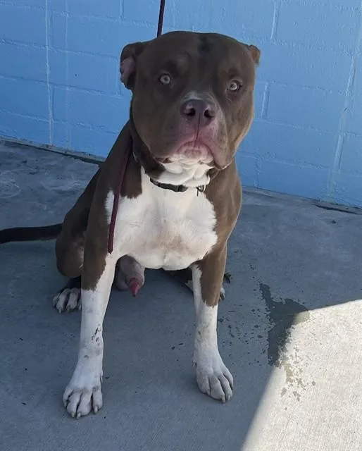 A young large-sized male Pit Bull Terrier dog named Resse for adoption in Baldwin Park, CA