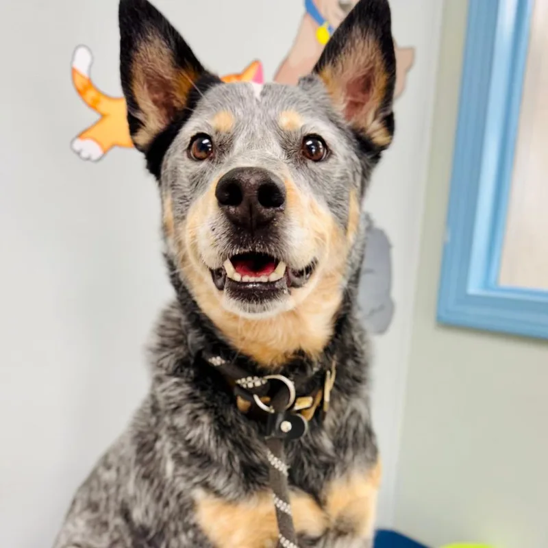 An adult medium-sized male Gray / Blue / Silver Australian Cattle Dog / Blue Heeler dog named Bandit for adoption in Lebanon, MO