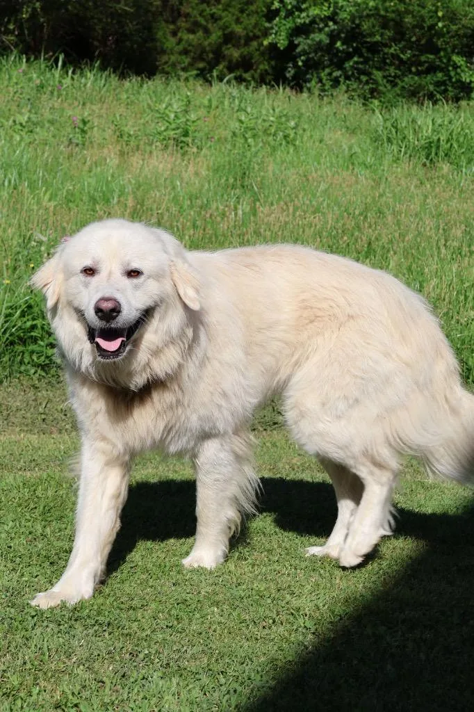 An adult large-sized male Mixed Breed dog named Darryl for adoption in Columbia, TN