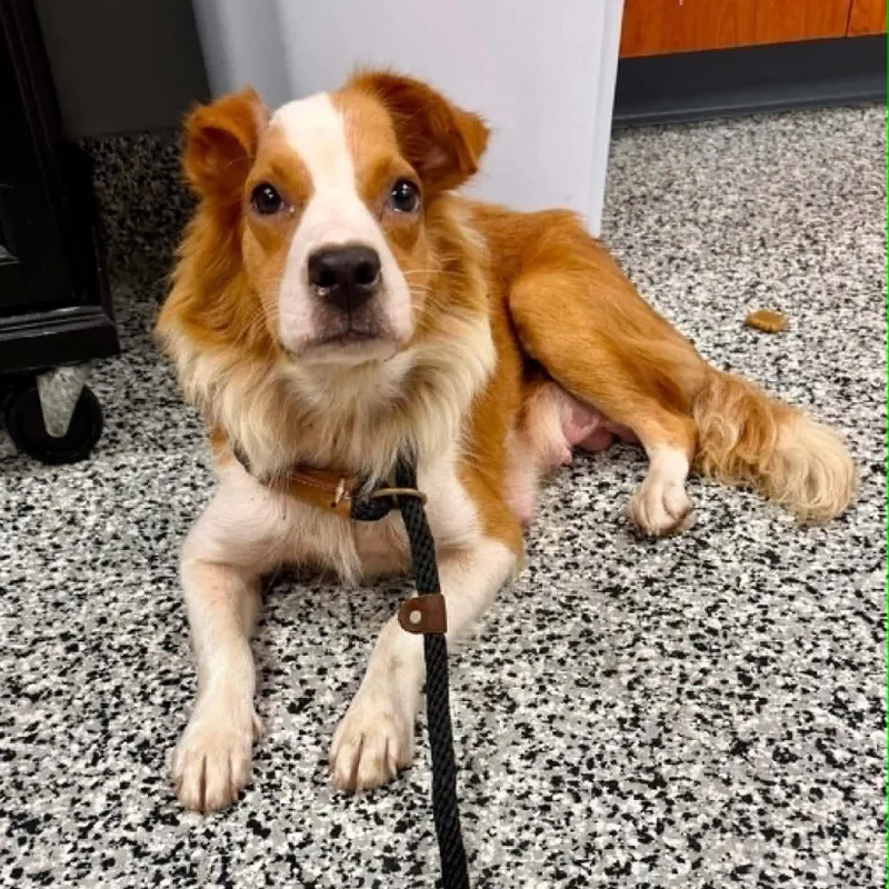 An adult small-sized female Brown / Chocolate Mixed Breed dog named Gypsy for adoption in Fredericksburg, VA