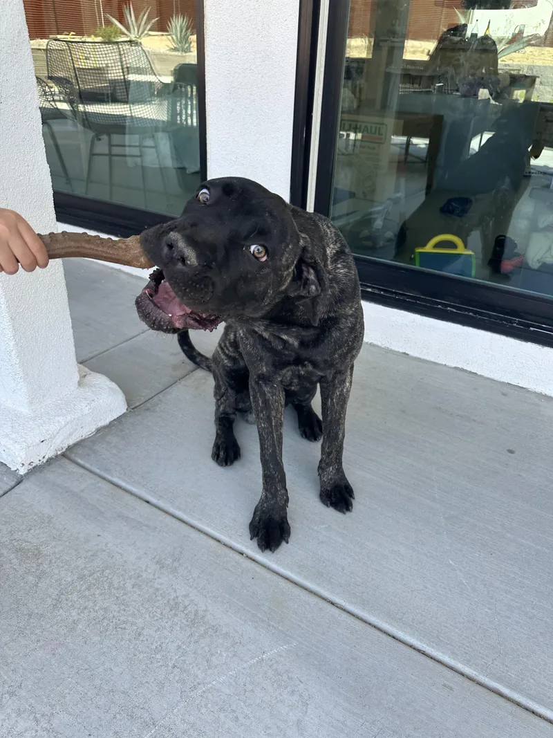 A young large-sized male Brindle Mastiff dog named Baloo for adoption in Frazier Park, CA