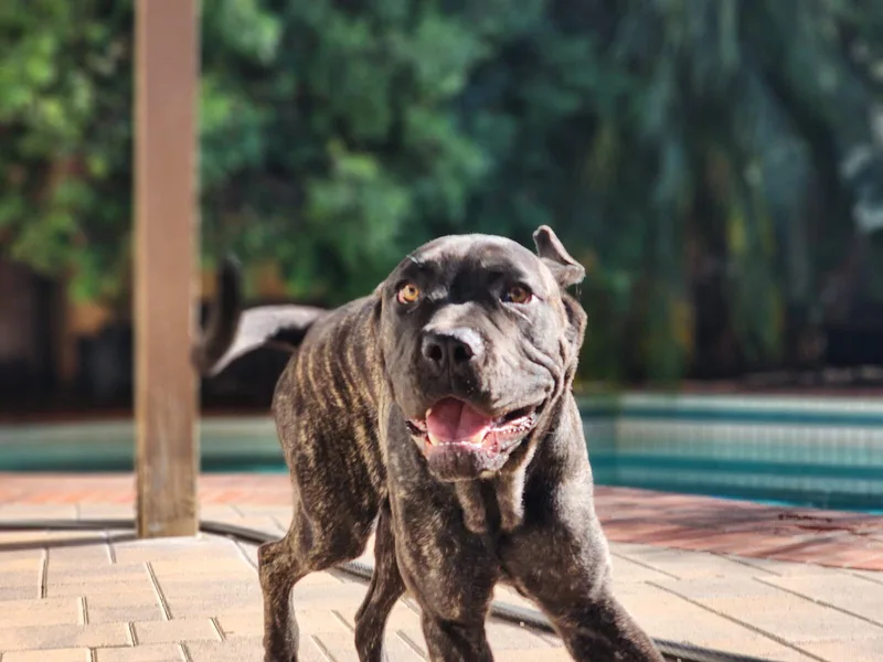 Baloo thumbnail 5