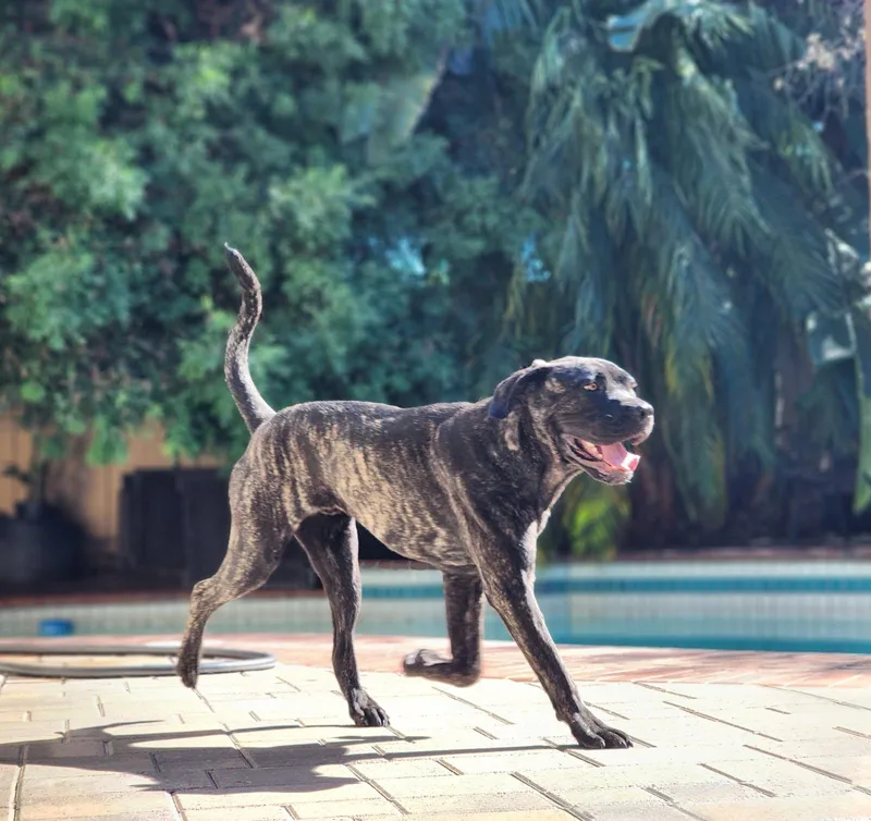 Baloo thumbnail 6