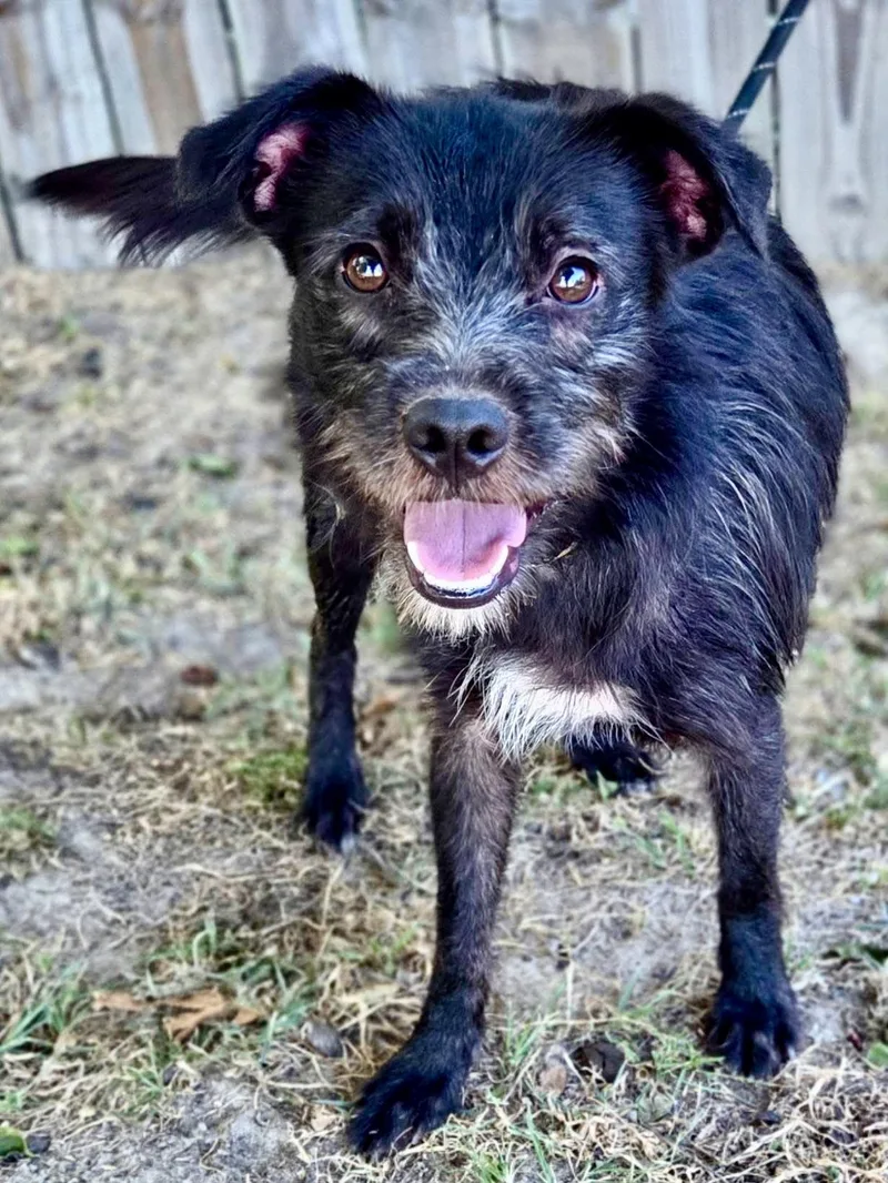 A young medium-sized male Mixed Breed dog named Forest for adoption in University Place, WA