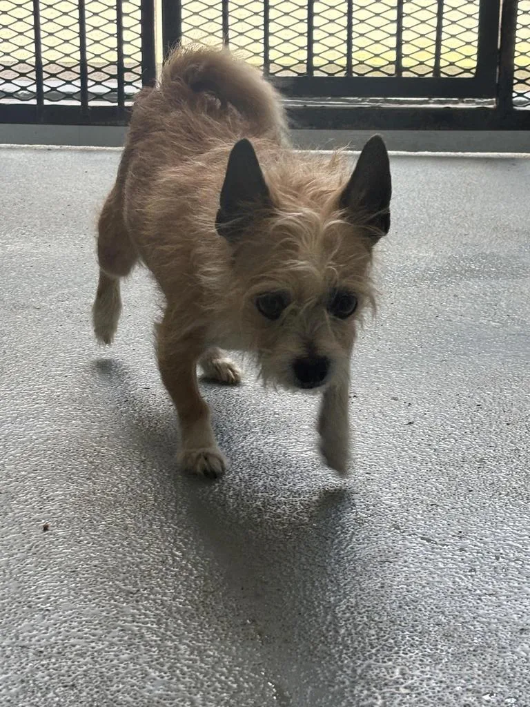A young small-sized male Mixed Breed dog named Sancho for adoption in Cartersville , GA