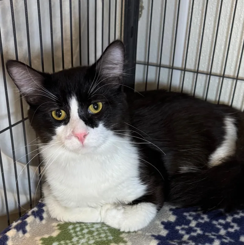A baby medium-sized male Domestic Long Hair cat named Scrim for adoption in Saginaw, MI