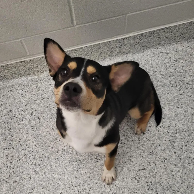 A young medium-sized male Black Cardigan Welsh Corgi dog named Zoomie for adoption in Fort Wayne, IN