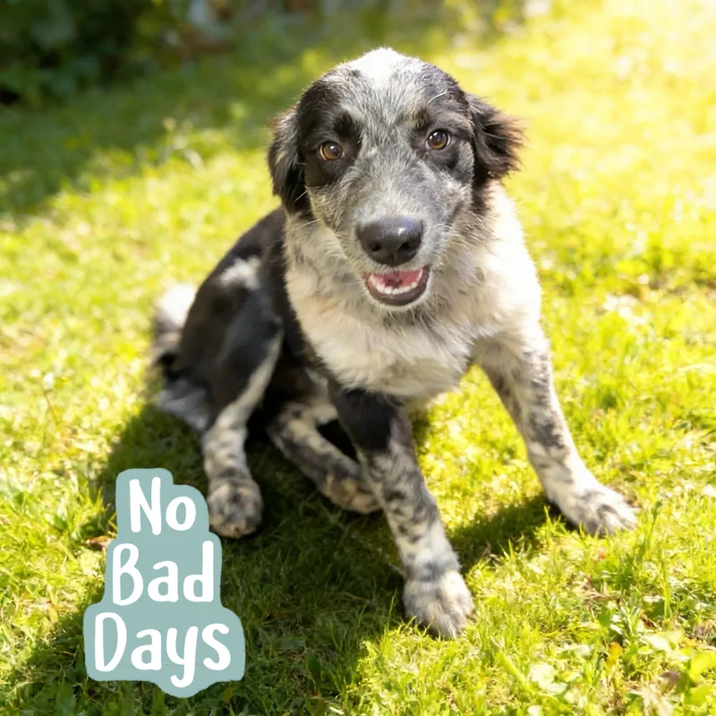 A young medium-sized female Australian Cattle Dog / Blue Heeler dog named Zuni for adoption in Queen Creek, AZ