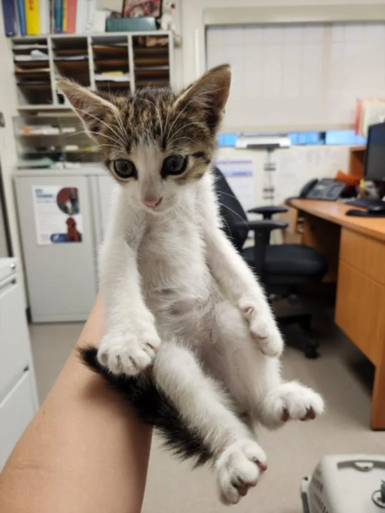 A baby small-sized female Domestic Short Hair cat named Jill for adoption in Burbank, CA