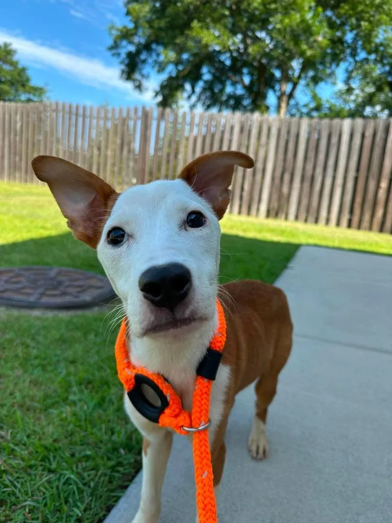 A baby medium-sized male Terrier dog named Herbie for adoption in New Bern, NC