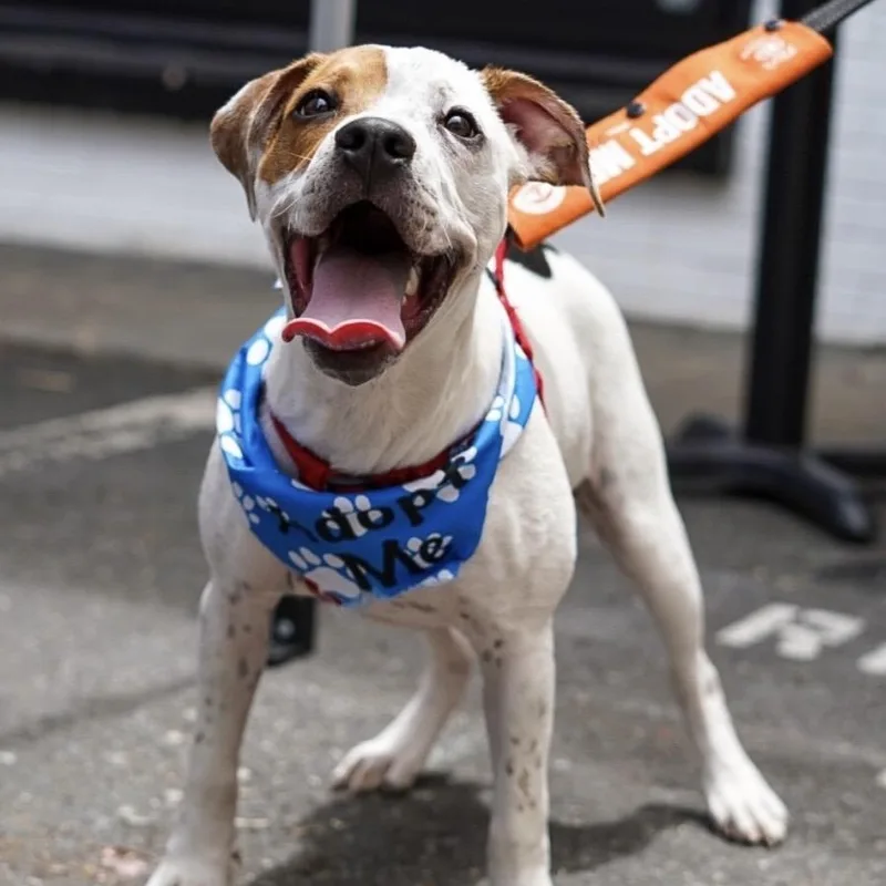 A young medium-sized male Tricolor (Brown, Black, & White) Terrier dog named Trent for adoption in Cornelius, NC