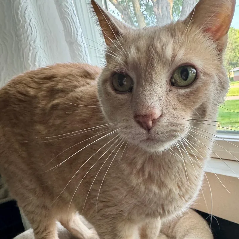 A senior small-sized male Orange / Red Domestic Short Hair cat named Sunny for adoption in Minneapolis, MN