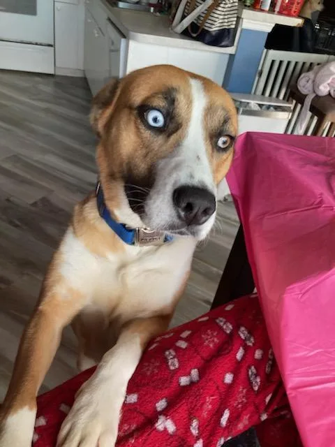A young medium-sized female Golden Catahoula Leopard Dog dog named Princess for adoption in Harrisburg, PA