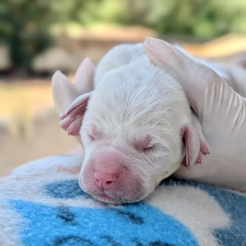 Sir Salty McSandface thumbnail 3