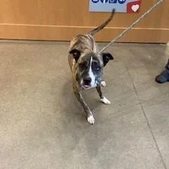 An adult large-sized female Brindle Pit Bull Terrier dog named Yorkstray for adoption in York, PA