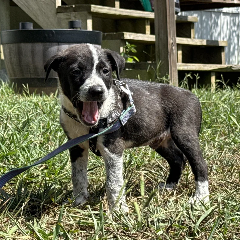 A baby medium-sized male Black Australian Cattle Dog / Blue Heeler dog named Chance for adoption in Ragland, AL