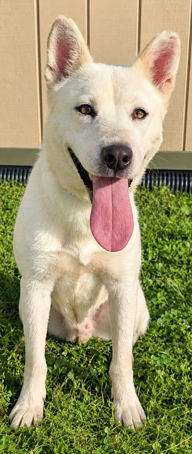 An adult medium-sized female Gray / Blue / Silver Husky dog named Gertrude for adoption in Jackson, GA