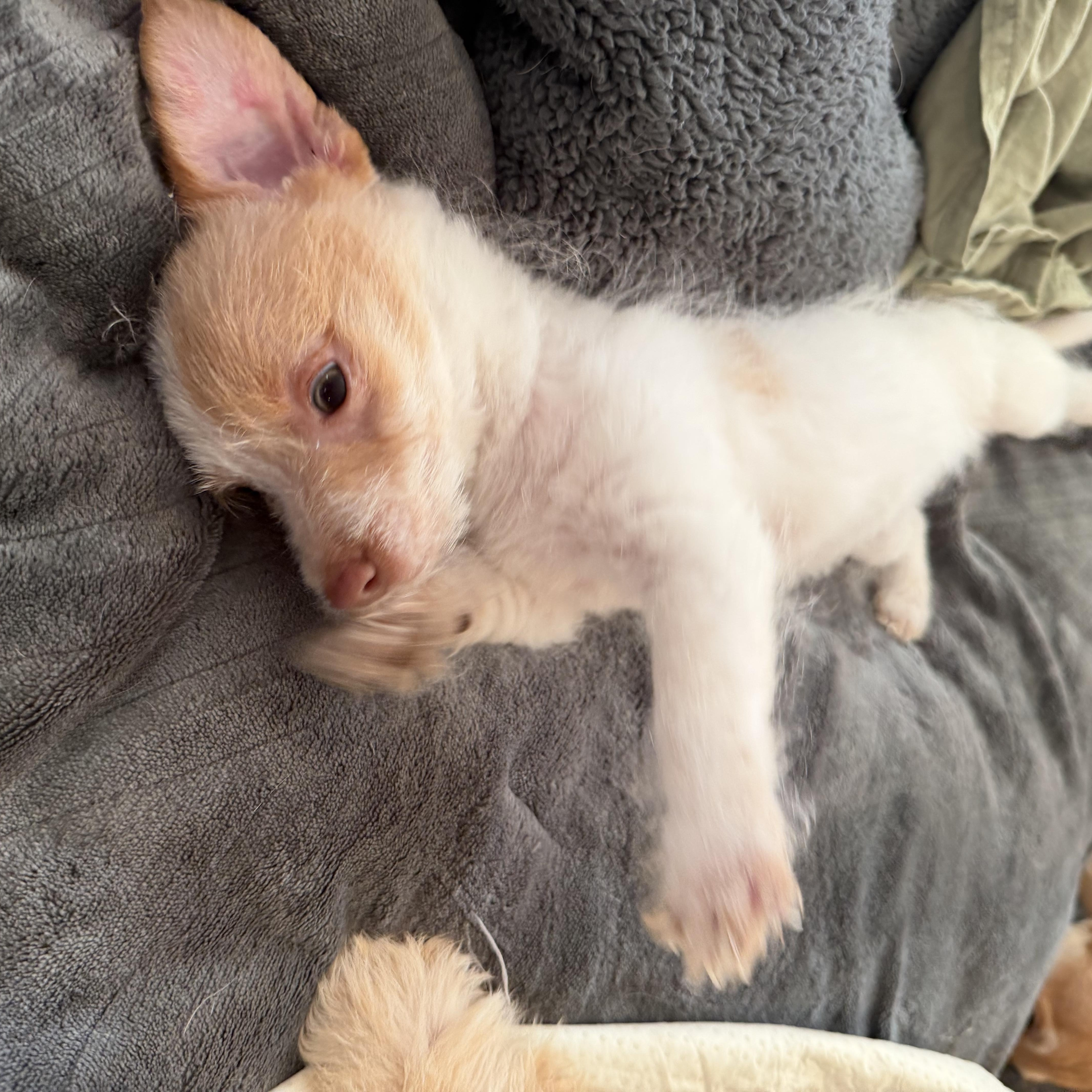A baby small-sized male White / Cream Terrier dog named Dino for adoption in citrus heights, CA