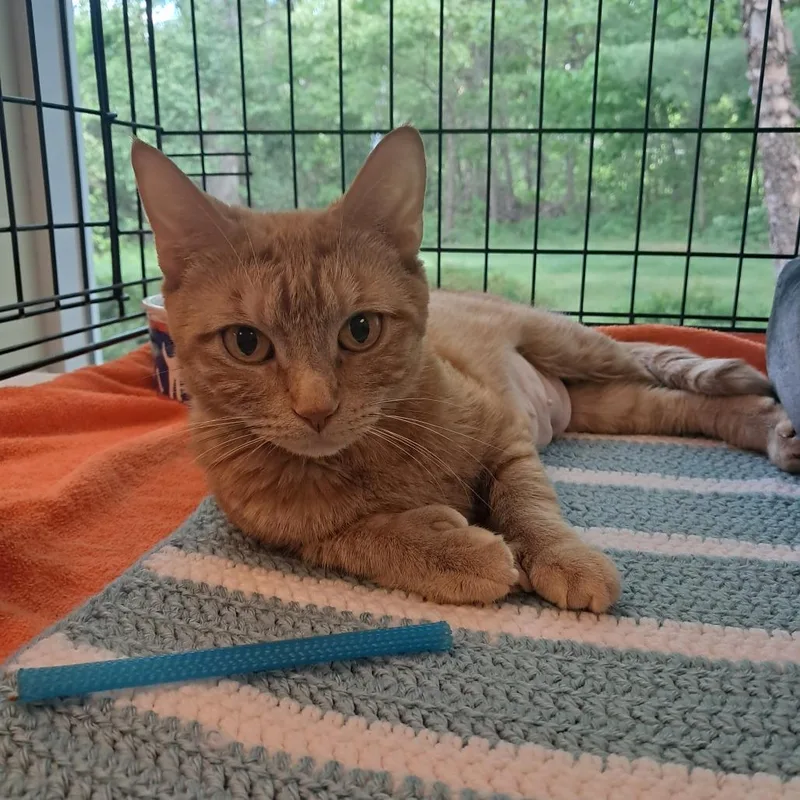 An adult medium-sized female Orange / Red Domestic Short Hair cat named Honey for adoption in Concord, NH