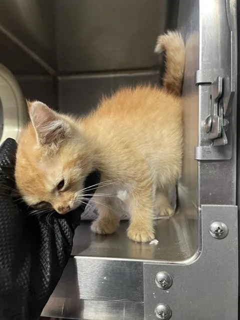 A baby small-sized male Domestic Short Hair cat named Chandler for adoption in Stockton, CA