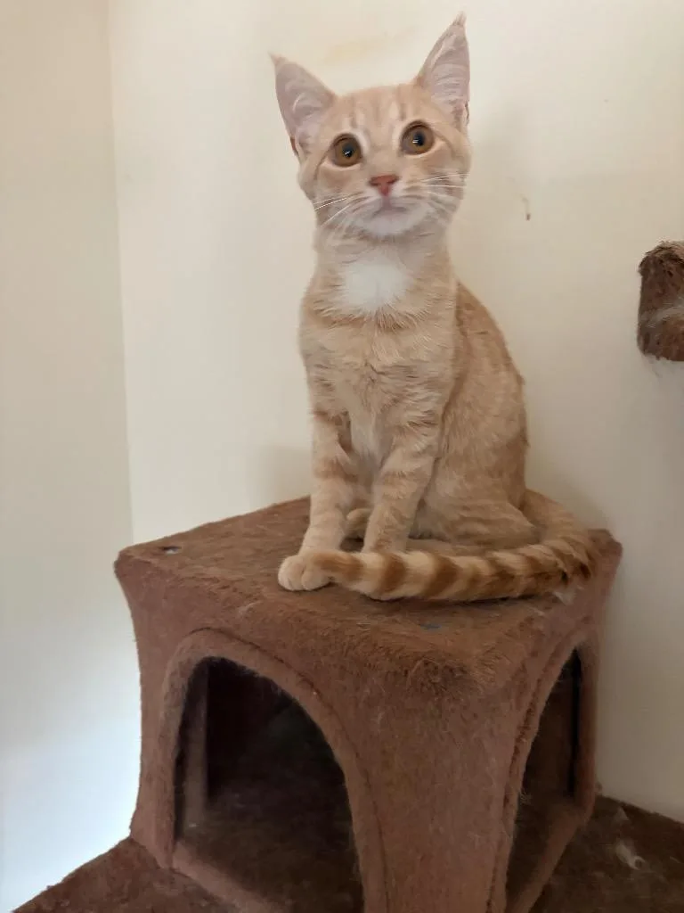 Pierogi