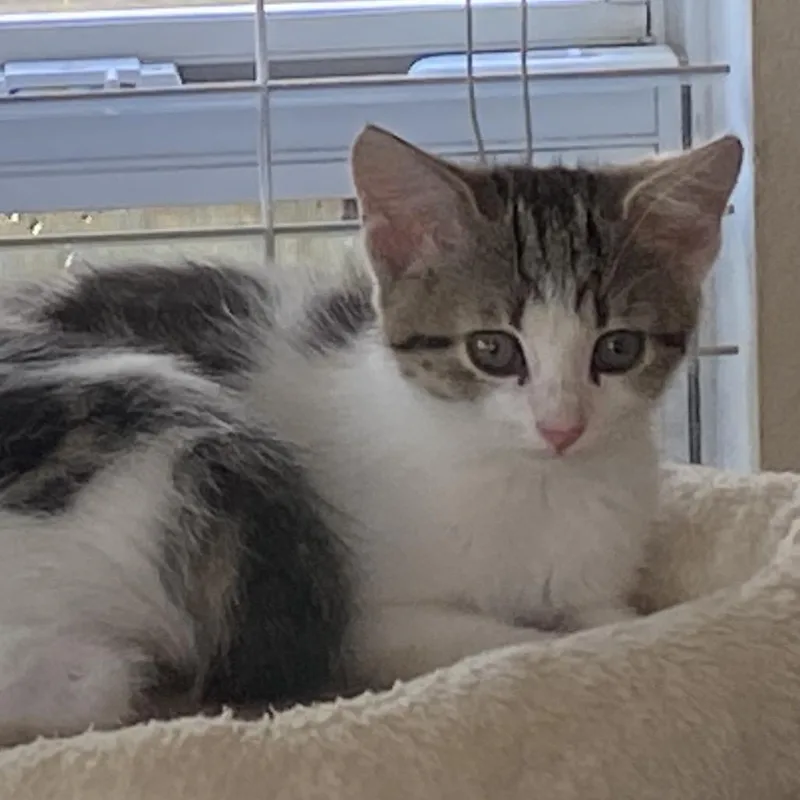 A baby small-sized male Gray / Blue / Silver Domestic Short Hair cat named Sebastian A for adoption in SANTA ROSA BEACH, FL