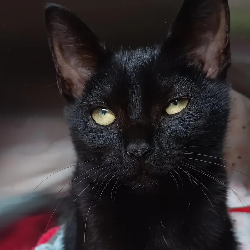 A baby small-sized female Black Domestic Short Hair cat named Suri for adoption in Jupiter, FL