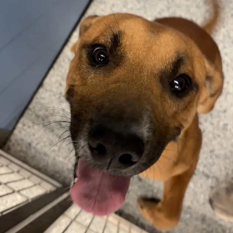 An adult medium-sized male Brown / Chocolate Labrador Retriever dog named Sarge for adoption in Manhattan, KS