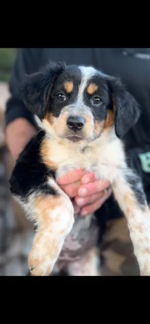 A baby medium-sized female Australian Cattle Dog / Blue Heeler dog named Camila for adoption in Lodi, CA