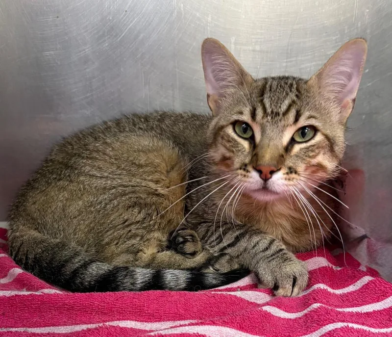 A young large-sized male Domestic Short Hair cat named Chandler for adoption in Little Rock, AR
