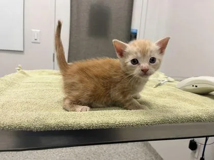 A baby small-sized female Buff / Tan / Fawn Domestic Short Hair cat named Taffy for adoption in Kansas City, MO