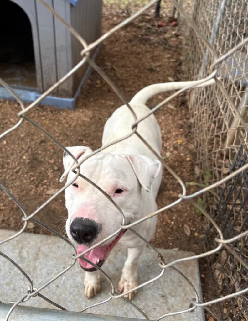 A young large-sized male Pit Bull Terrier dog named St Thomas for adoption in Lockhart, TX